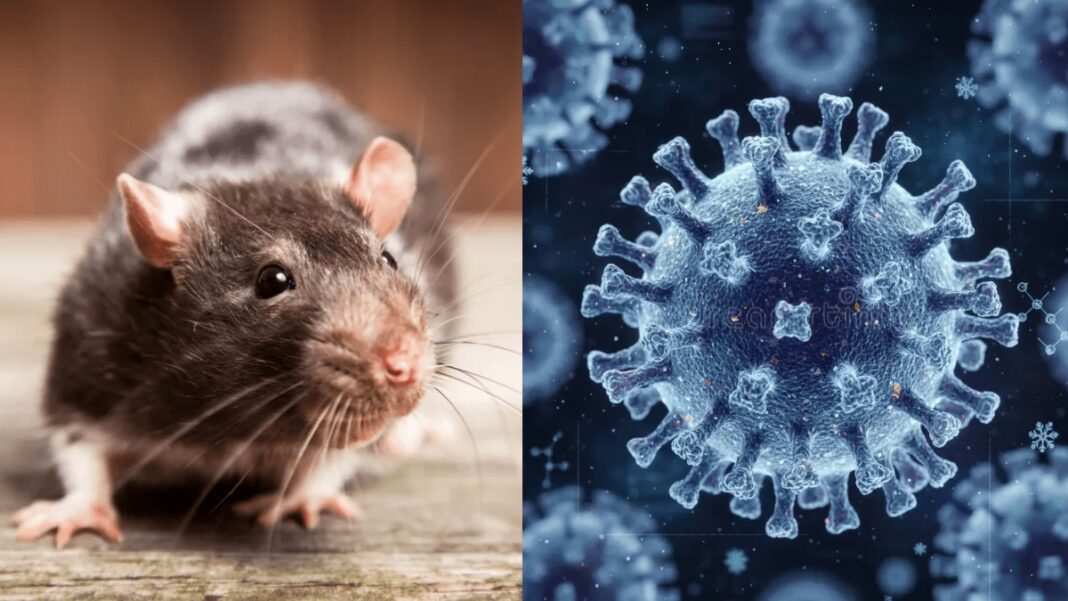 hantavirus