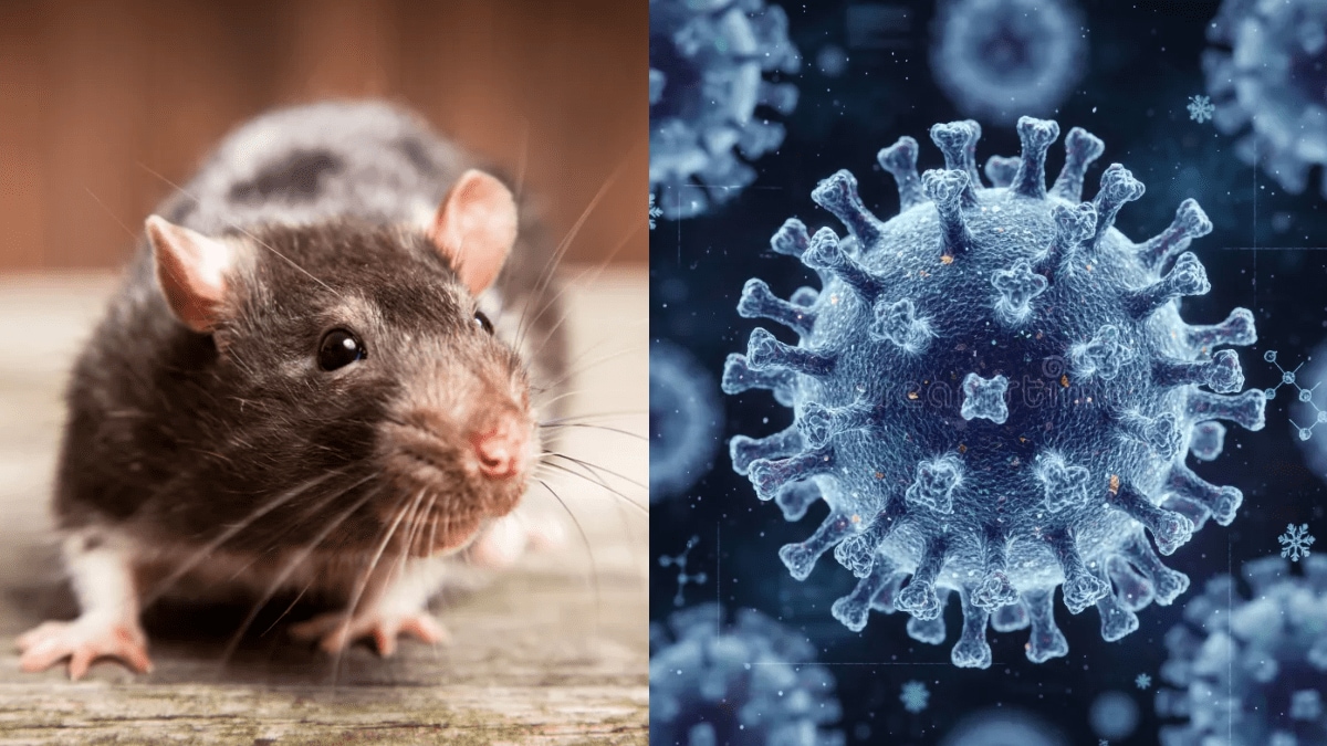 hantavirus