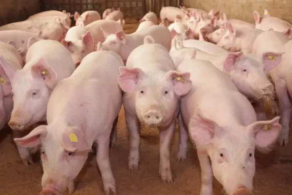 Despăgubiri pentru porci care nu există. Ce nereguli a descoperit Curtea de Conturi la ANSVSA