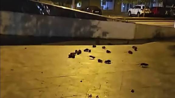 Ciucu spune că șobolanii din București au ieșit după igienizarea unui teren plin de gunoaie
