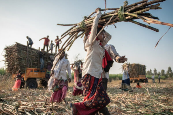 Datorii și histerectomii: presiunea asupra femeilor care recoltează trestie în India